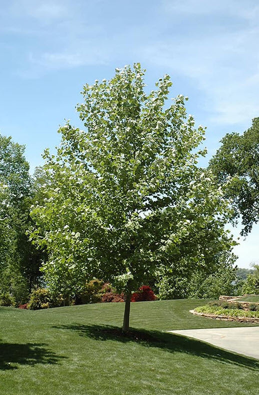 California Sycamore