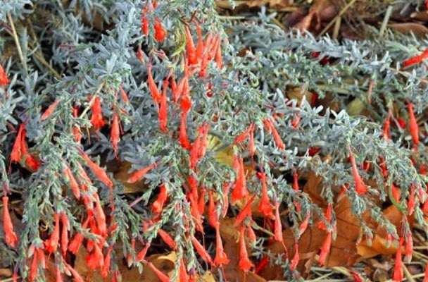 California Fuchsia 'Carman's Grey'