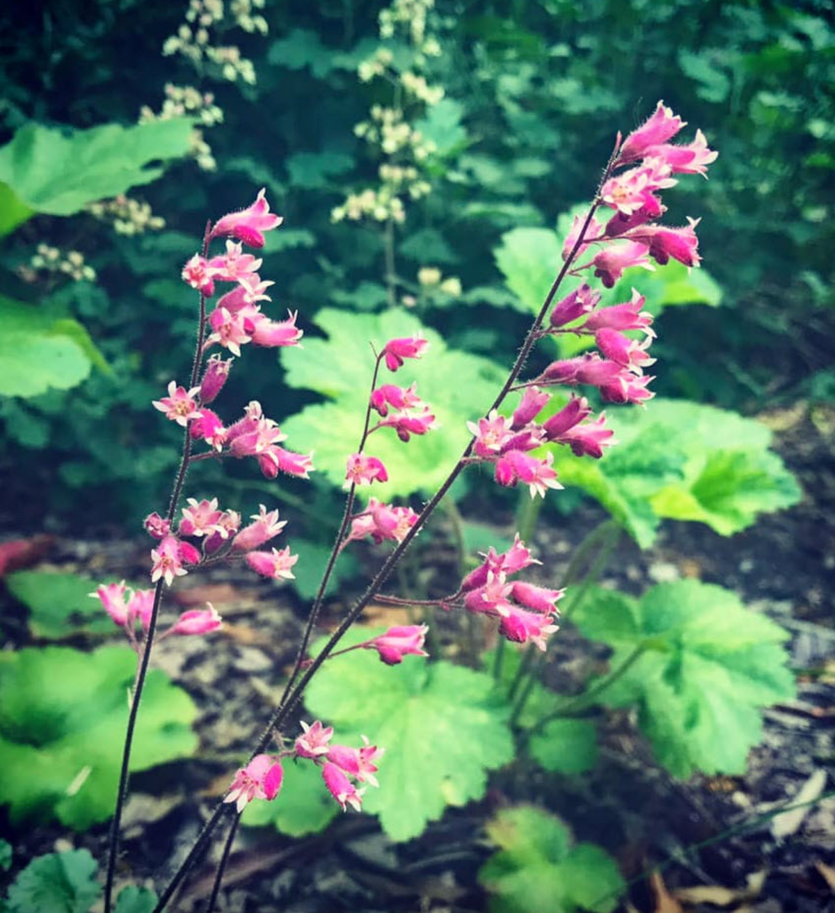Heuchera 'Canyon Duet'
