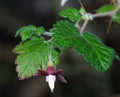 Canyon Gooseberry