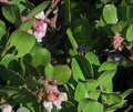 Carmel Sur Manzanita
