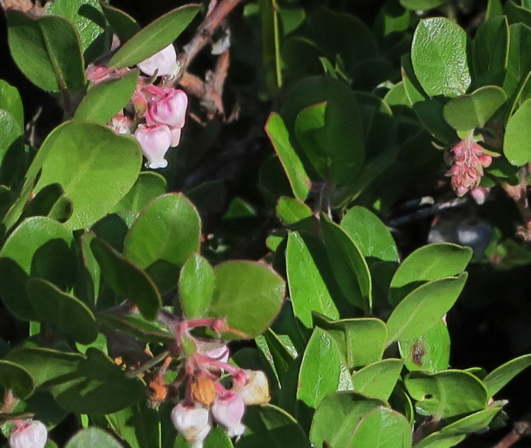 Carmel Sur Manzanita