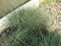 Carman's Gray Rush