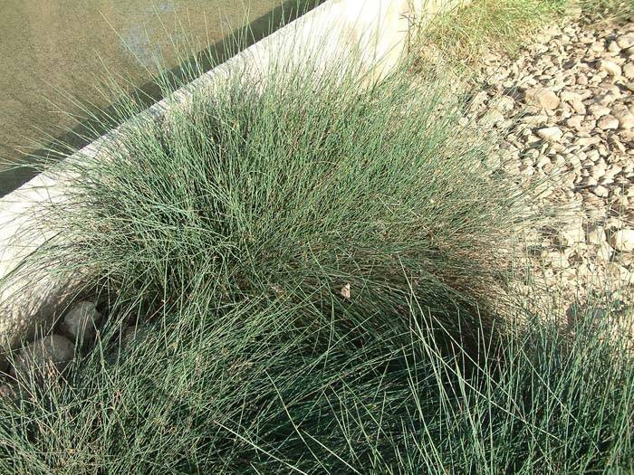 Carman's Gray Rush