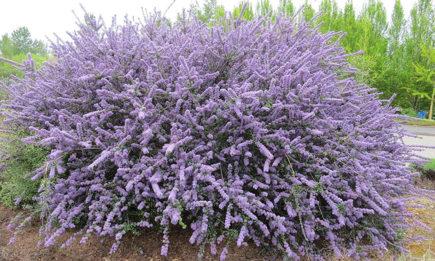 Ceanothus Blue Jeans