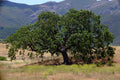 Coast Live Oak