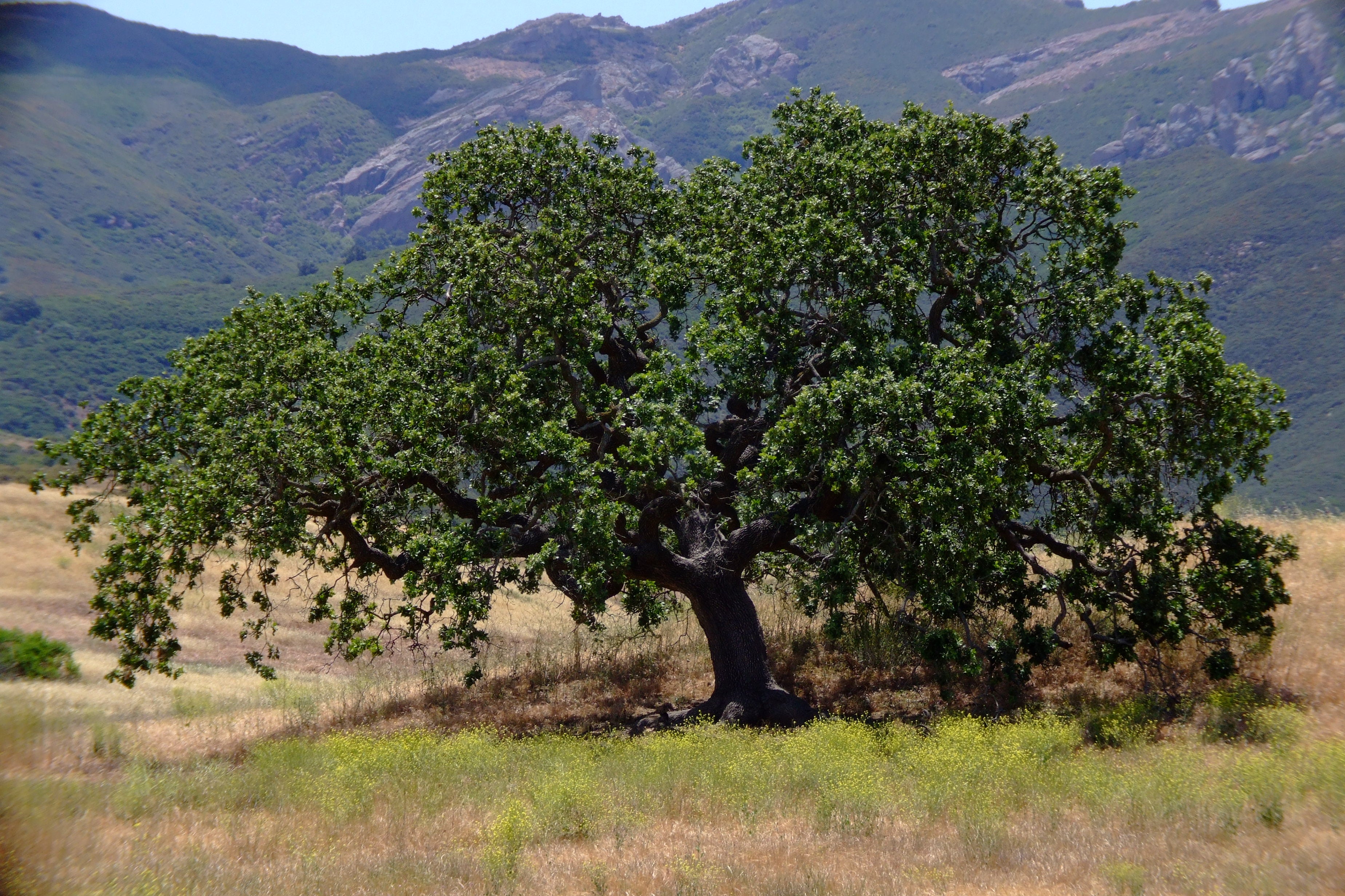 Coast Live Oak