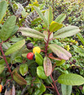 Coffeeberry