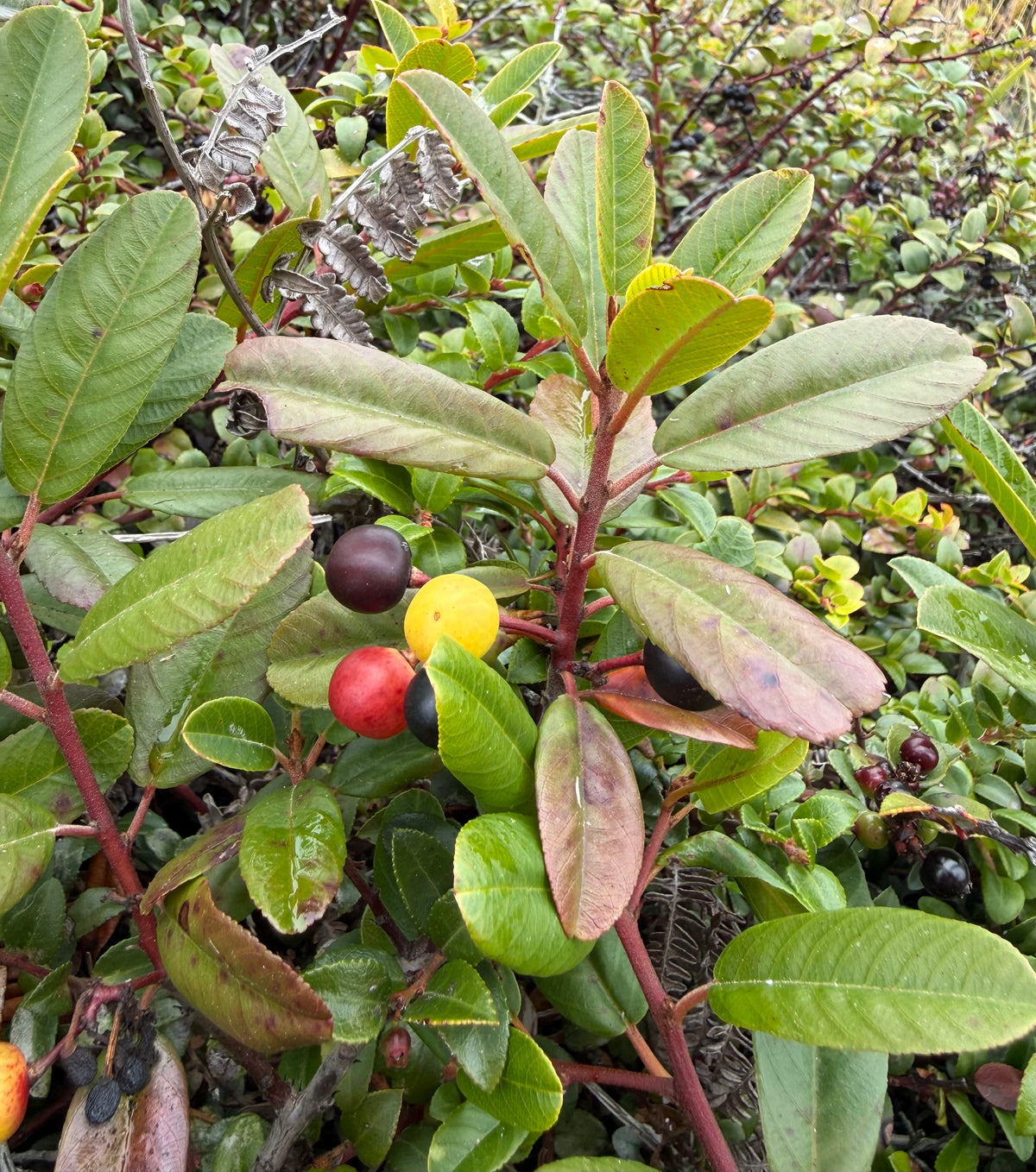 Coffeeberry