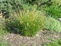 Common Rush