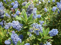 Concha Ceanothus