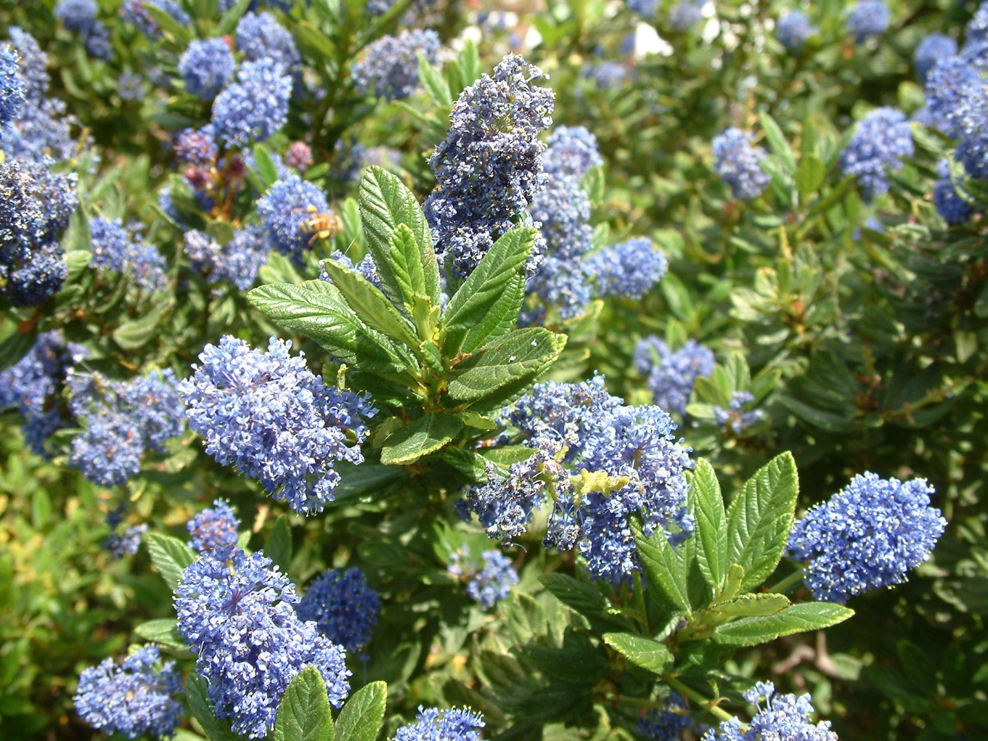 Concha Ceanothus