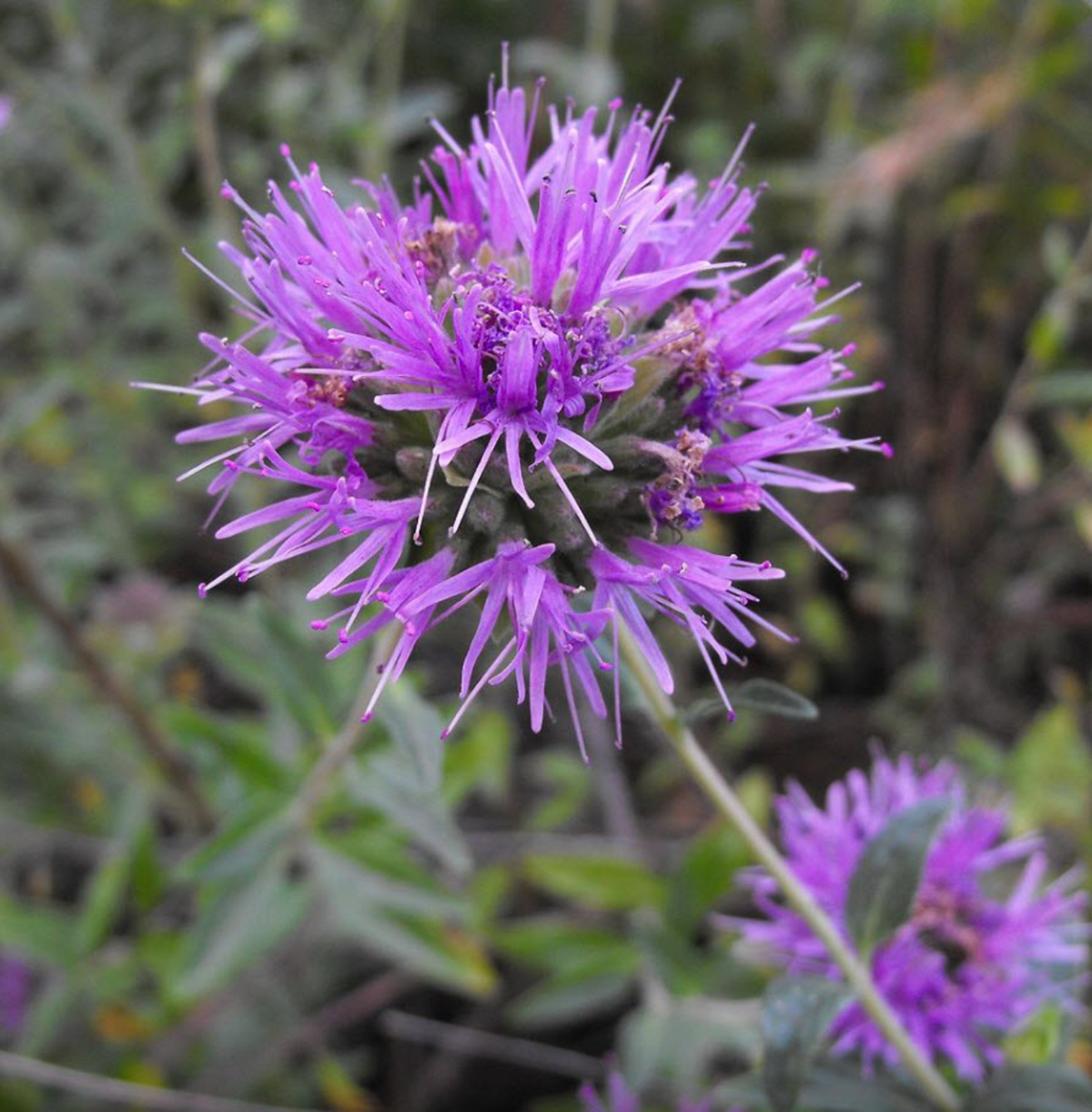 Coyote Mint