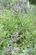 Salvia Daras Choice