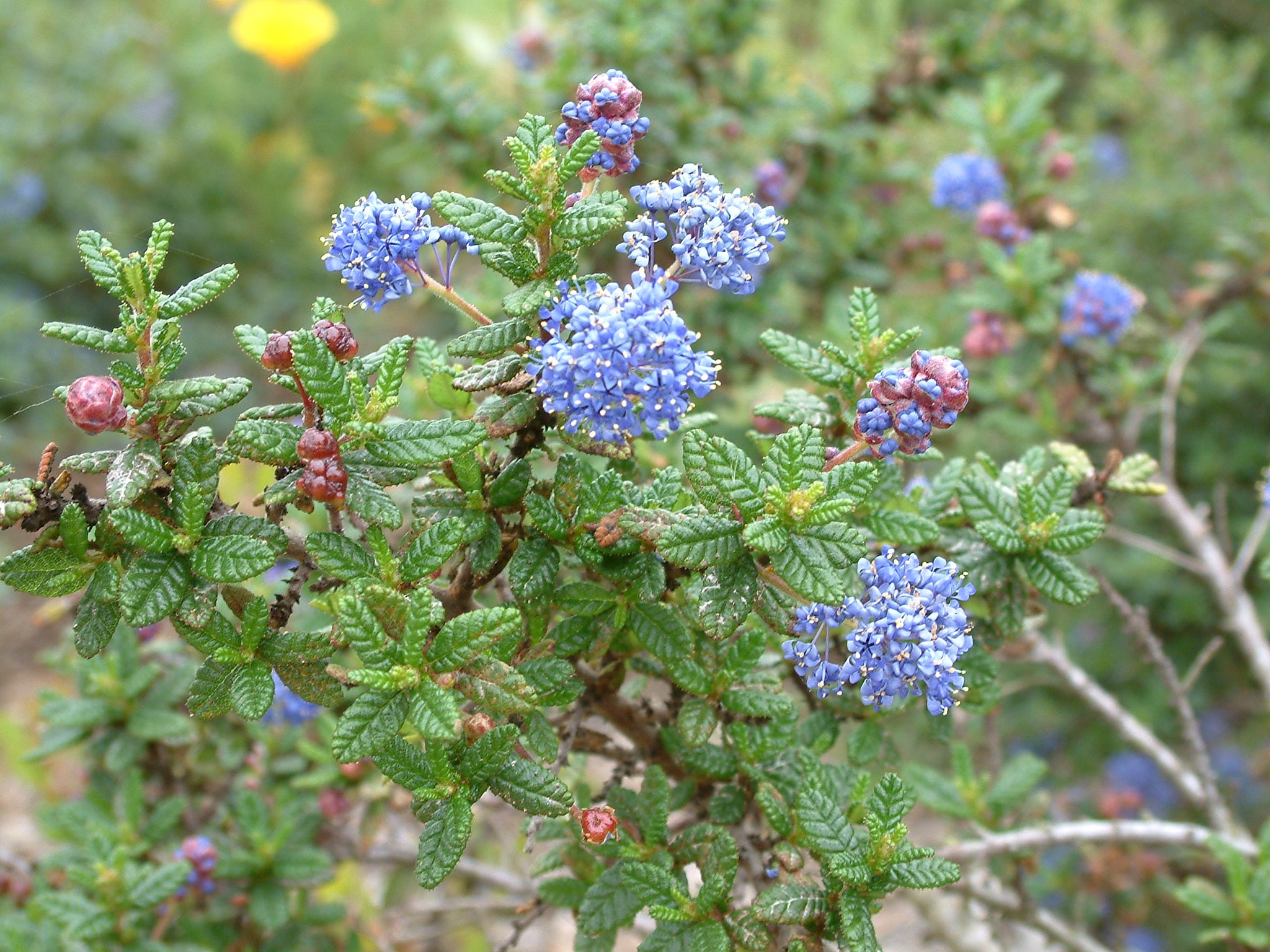 Dark Star Ceanothus