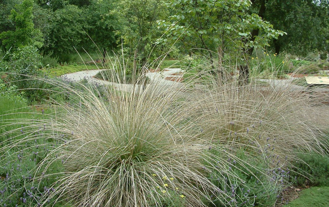 Deer Grass