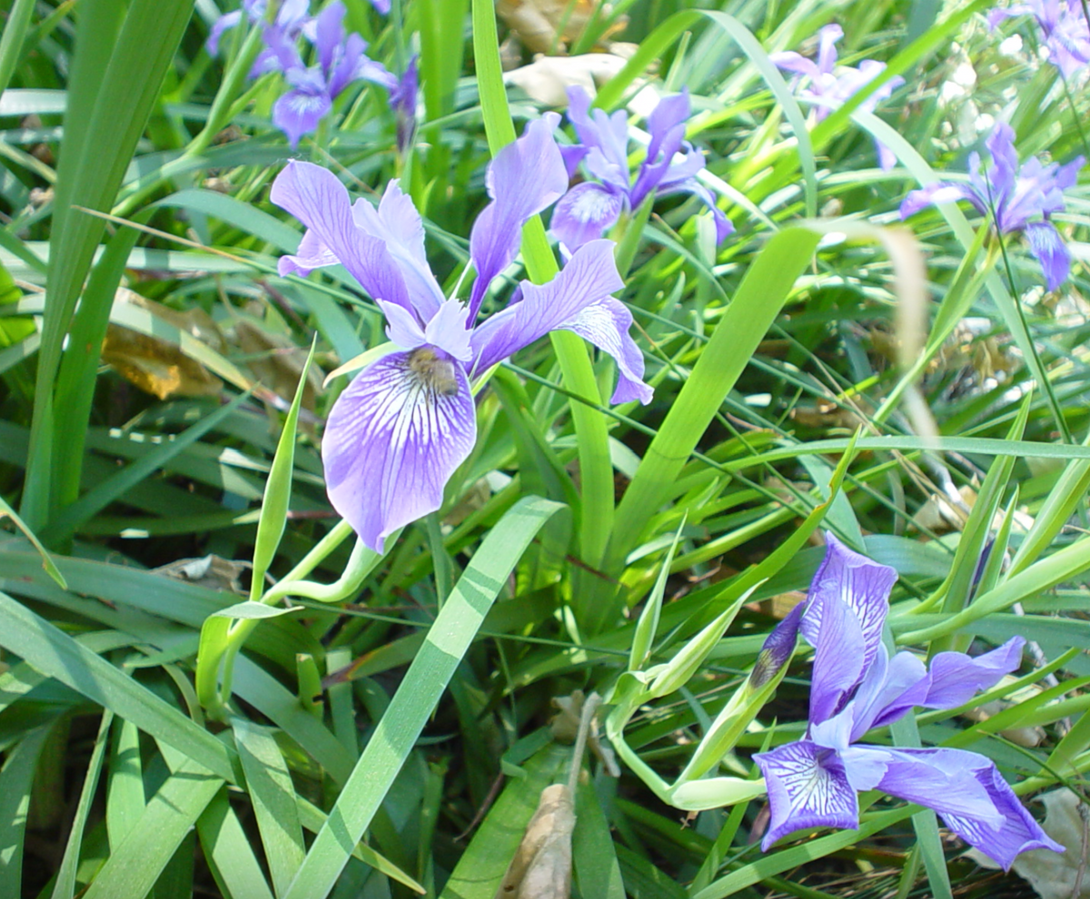 Douglas Iris
