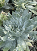 Britton's Dudleya
