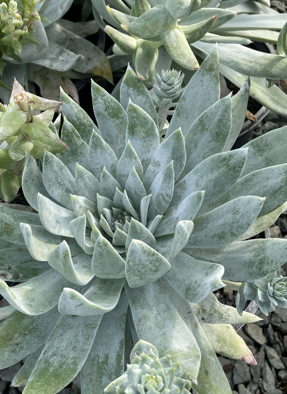 Britton's Dudleya