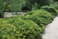 Emerald Carpet Manzanita