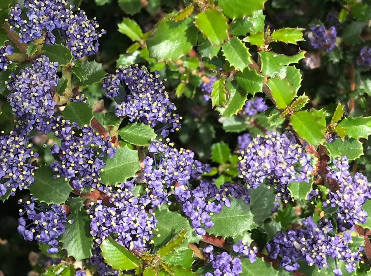 Emily Brown Ceanothus
