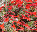 Everett's Choice California Fuchsia