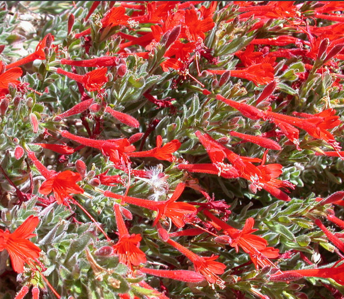 Everett's Choice California Fuchsia