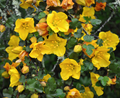 California Glory Flannel Bush