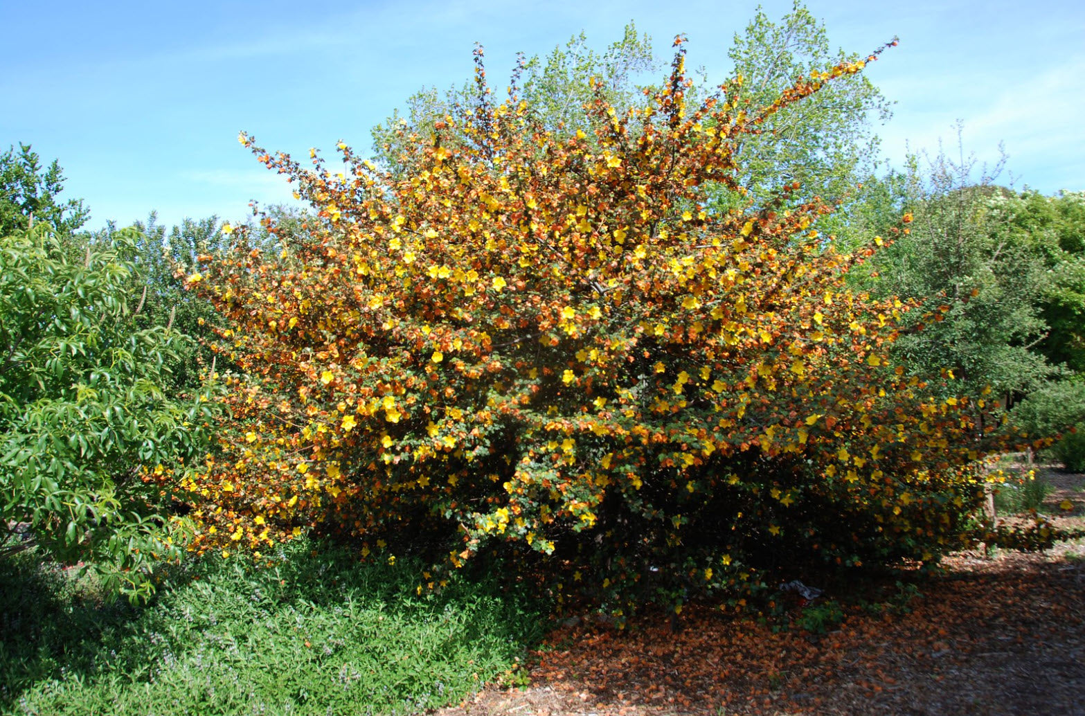 Flannel Bush