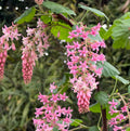 Claremont Flowering Currant