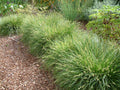 Foothill Sedge