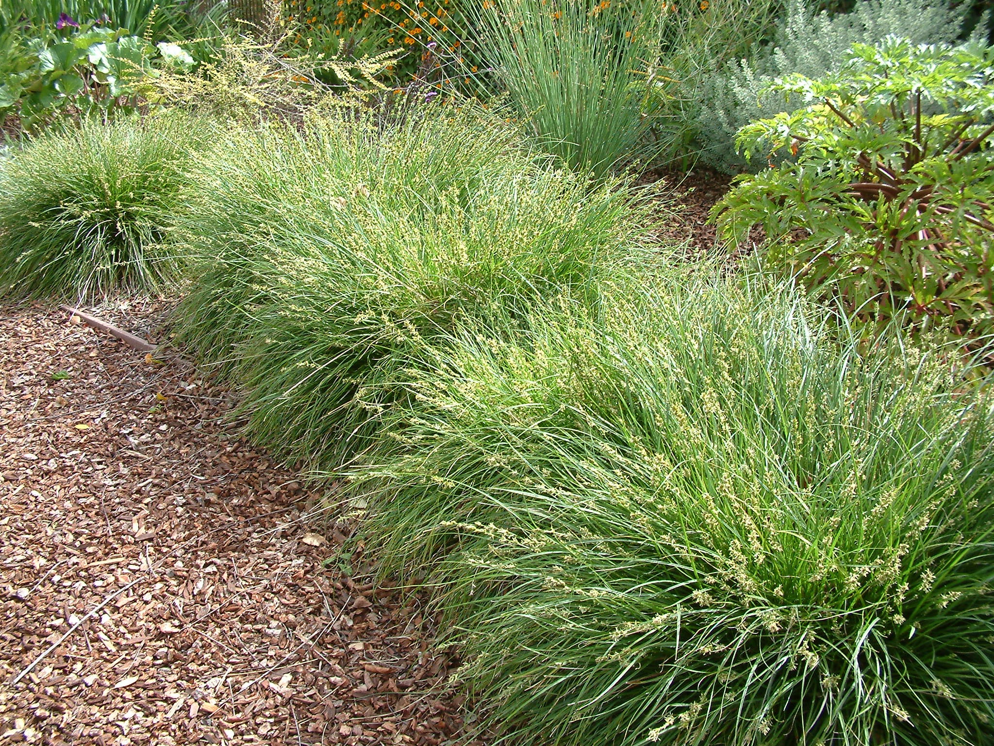 Foothill Sedge