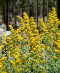California Goldenrod