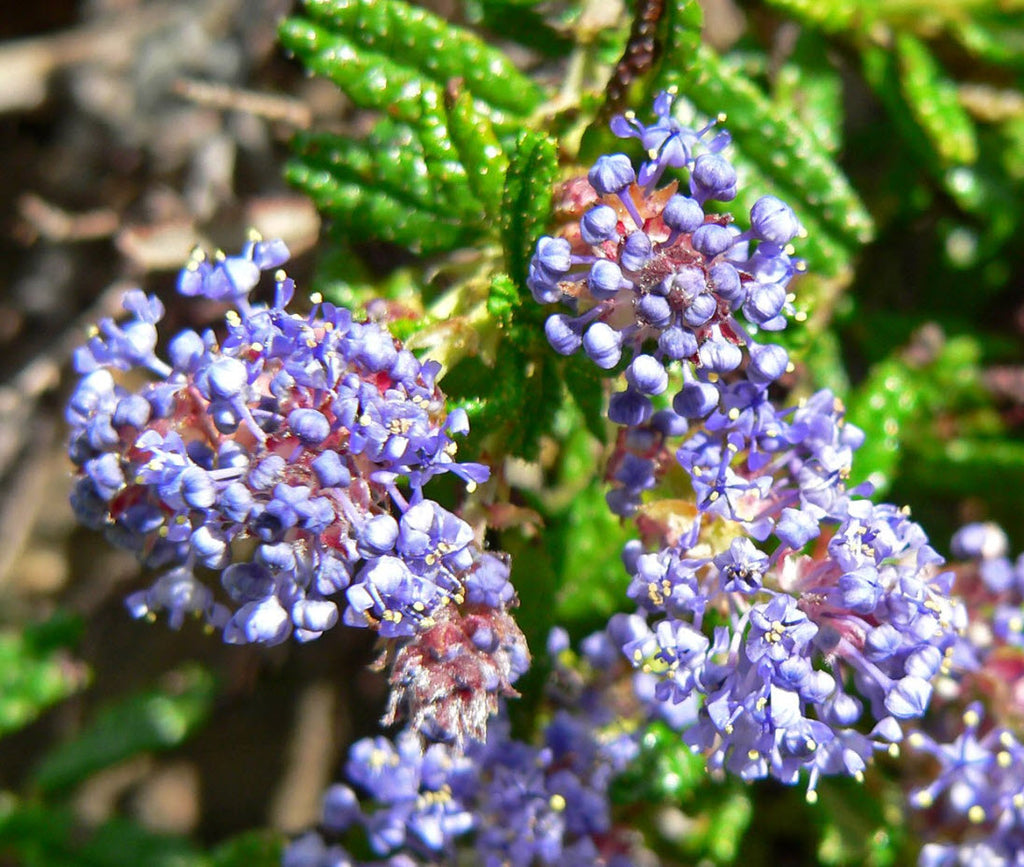 Hearst's Ceanothus
