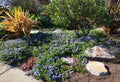 Hearst's Ceanothus