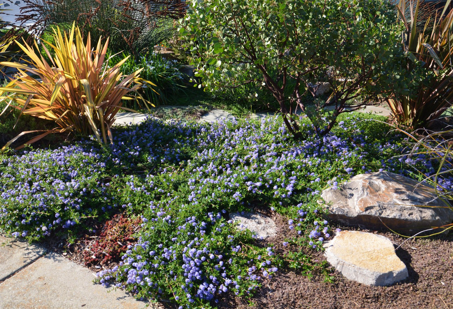 Hearst's Ceanothus