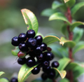 Evergreen Huckleberry
