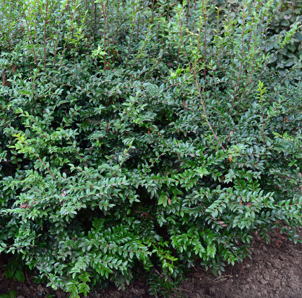 Evergreen Huckleberry