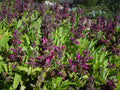 Hummingbird Sage