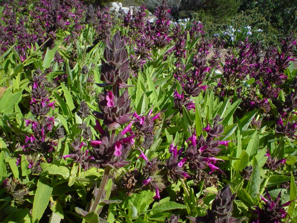 Hummingbird Sage