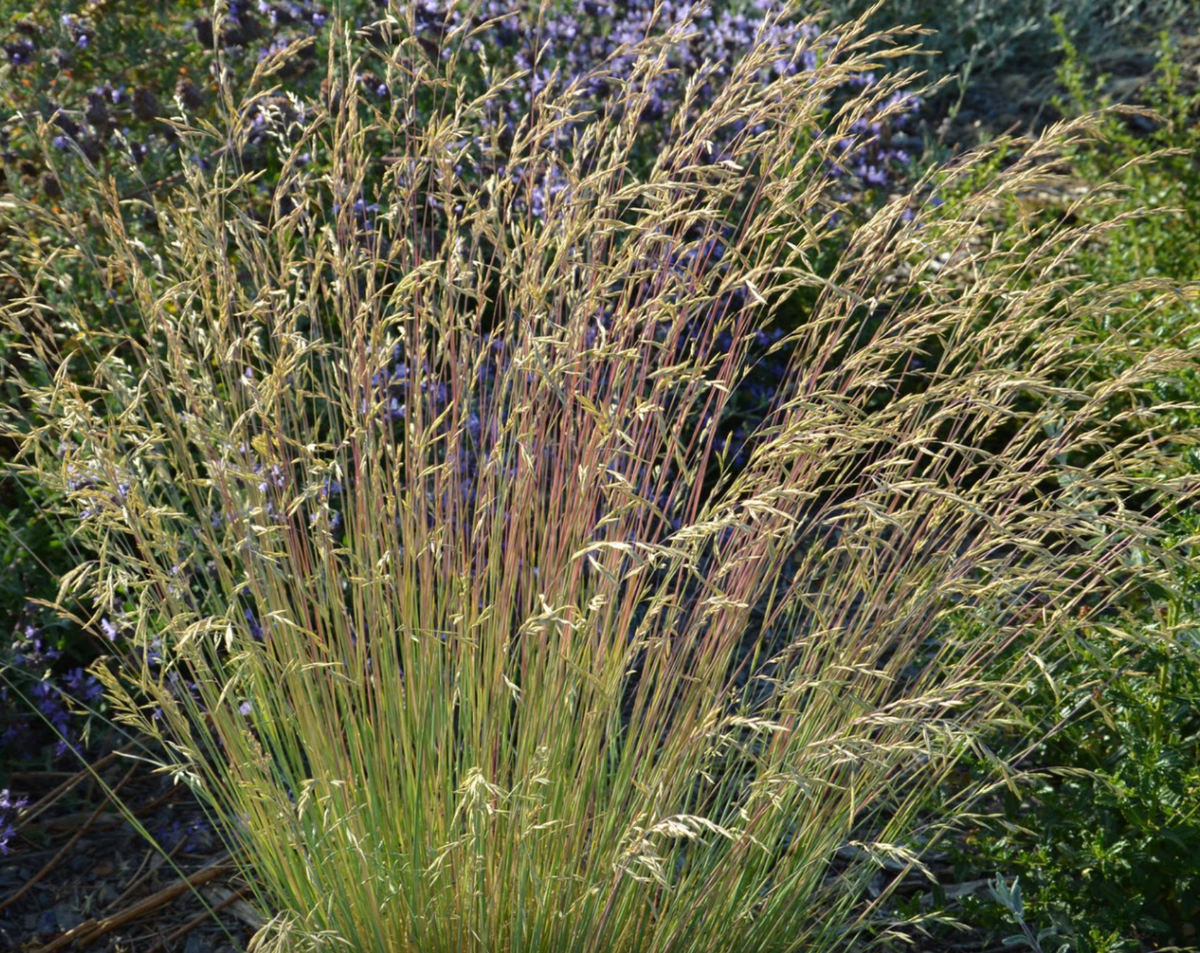 Idaho Fescue