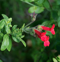 Island Bush Snapdragon