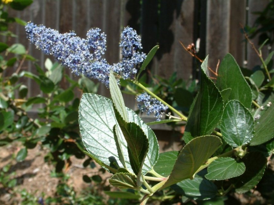 Island Ceanothus