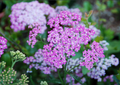 Island Pink Yarrow