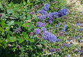 Ceanothus Joan Mirov