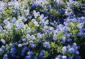 Ceanothus Joyce Coulter