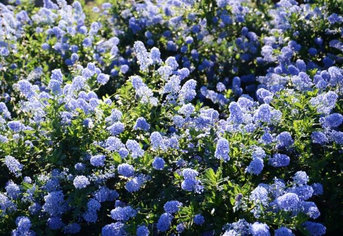 Ceanothus Joyce Coulter