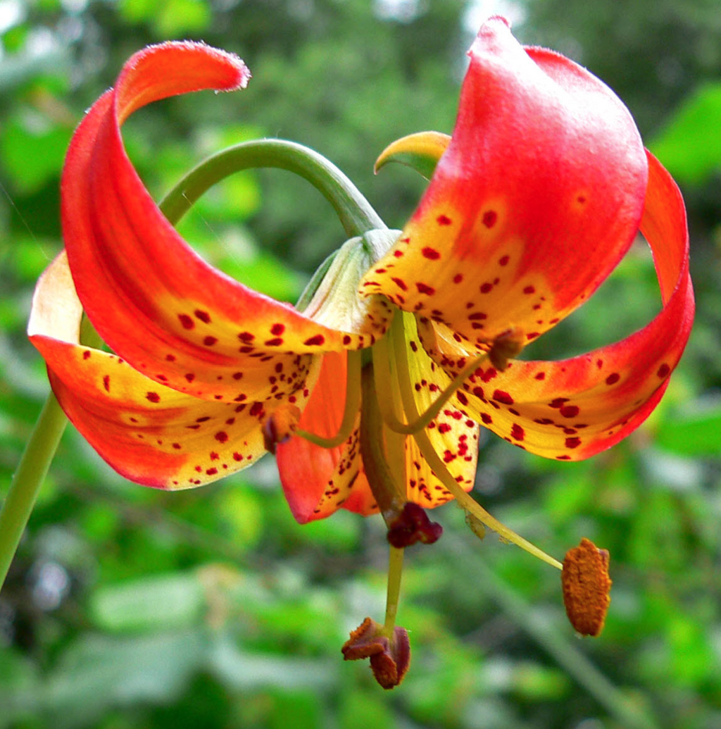 Leopard Lily