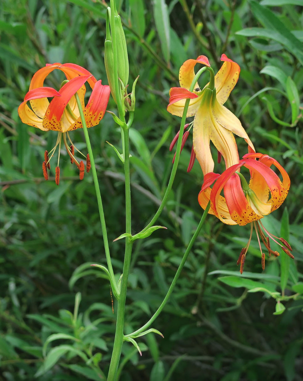 Leopard Lily