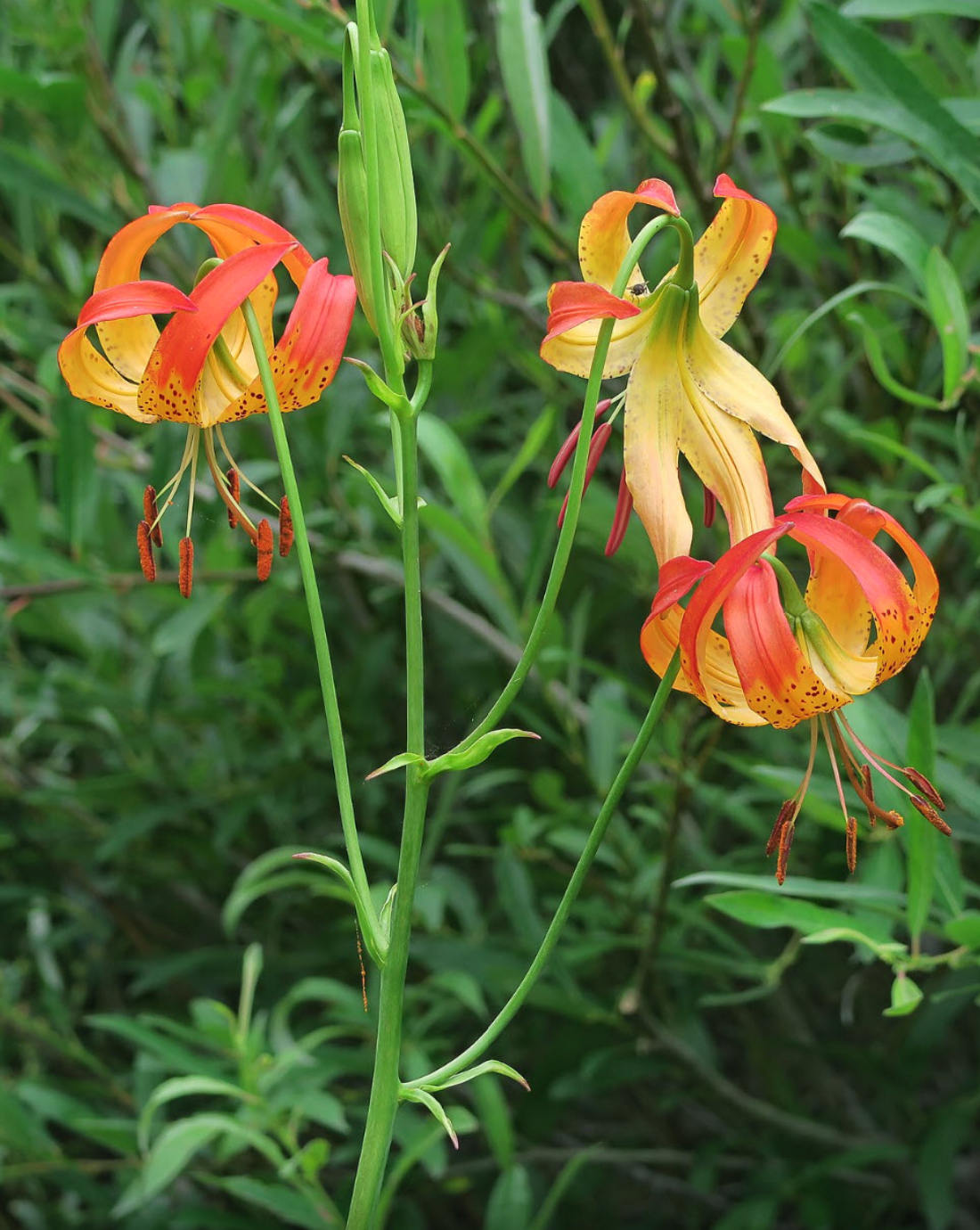 Leopard Lily